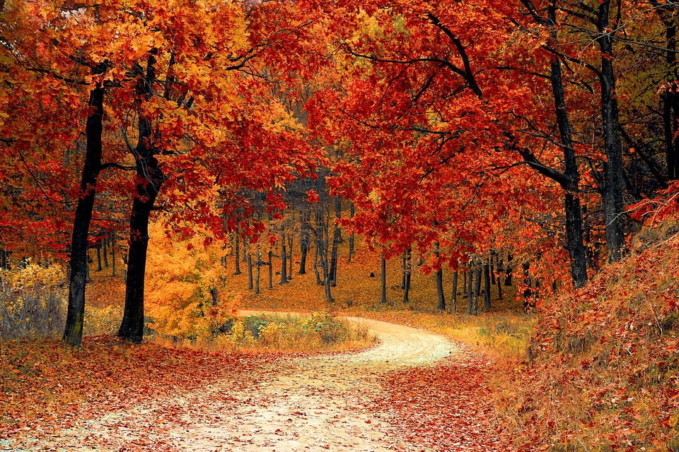 Autumn leaves Fall leaves
